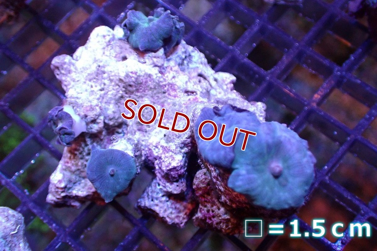 画像1: 【サンゴ】【通販】ブルーディスクコーラルsp. （個体販売）No.8（生体）（サンゴ） (1)