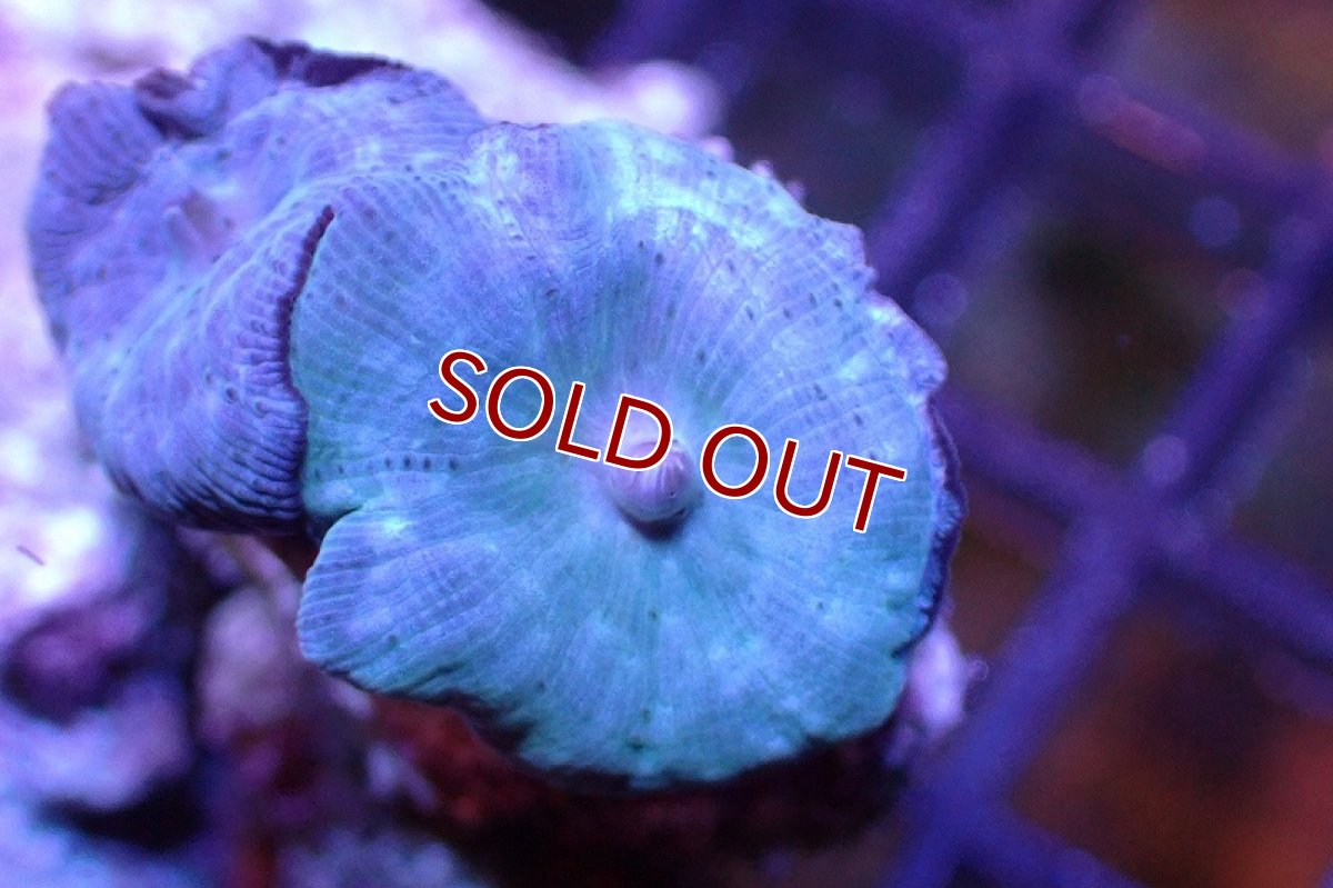 画像2: 【サンゴ】【通販】ブルーディスクコーラルsp. （個体販売）No.8（生体）（サンゴ） (2)