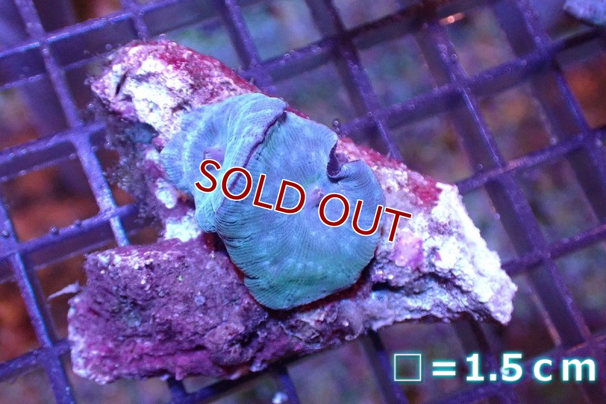 画像1: 【サンゴまとめ買い割引き10％〜20%OFF対象商品】 【サンゴ】【通販】ブルーディスクコーラルsp. （個体販売）No.9（生体）（サンゴ） (1)
