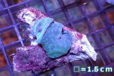 画像1: 【サンゴまとめ買い割引き10％〜20%OFF対象商品】 【サンゴ】【通販】ブルーディスクコーラルsp. （個体販売）No.9（生体）（サンゴ） (1)