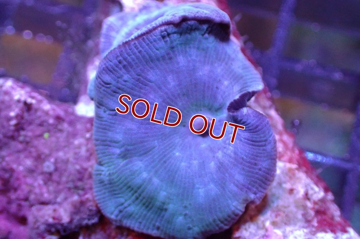 画像2: 【サンゴまとめ買い割引き10％〜20%OFF対象商品】 【サンゴ】【通販】ブルーディスクコーラルsp. （個体販売）No.9（生体）（サンゴ） (2)