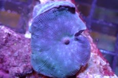 画像2: 【サンゴまとめ買い割引き10％〜20%OFF対象商品】 【サンゴ】【通販】ブルーディスクコーラルsp. （個体販売）No.9（生体）（サンゴ） (2)