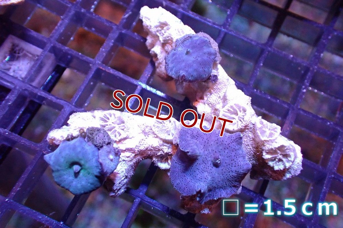 画像1: 【サンゴまとめ買い割引き10％〜20%OFF対象商品】 【サンゴ】【通販】ブルーディスクコーラルsp. （個体販売）No.10（生体）（サンゴ） (1)