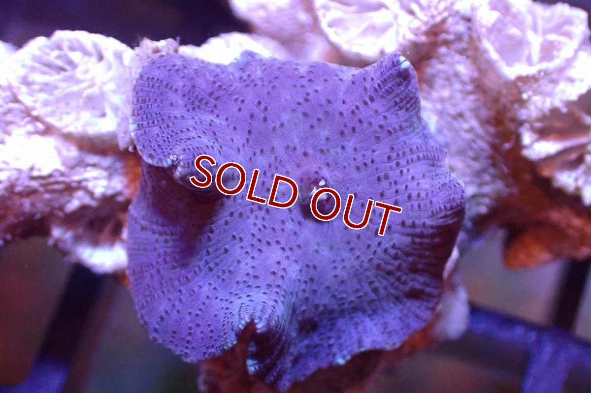 画像2: 【サンゴまとめ買い割引き10％〜20%OFF対象商品】 【サンゴ】【通販】ブルーディスクコーラルsp. （個体販売）No.10（生体）（サンゴ） (2)