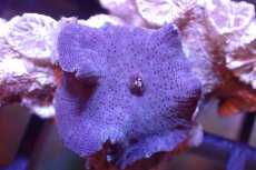 画像2: 【サンゴ】【通販】ブルーディスクコーラルsp. （個体販売）No.10（生体）（サンゴ） (2)