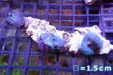 画像1: 【サンゴ】【通販】ブルーディスクコーラルsp. （個体販売）No.11（生体）（サンゴ） (1)