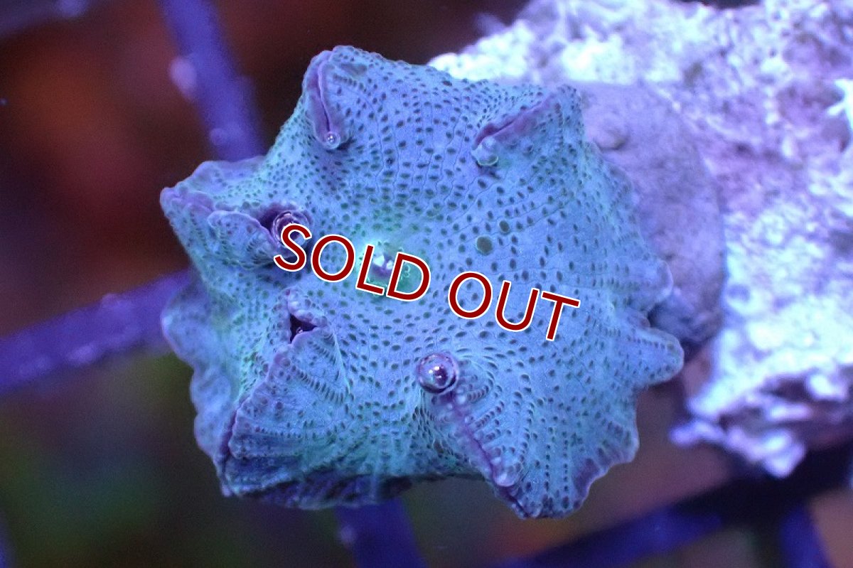 画像2: 【サンゴまとめ買い割引き10％〜20%OFF対象商品】 【サンゴ】【通販】ブルーディスクコーラルsp. （個体販売）No.11（生体）（サンゴ） (2)