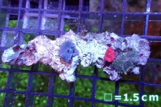 画像1: 【サンゴ】【通販】ディスクコーラルsp. (Mixed Color)（個体販売）No.12（生体）（サンゴ） (1)