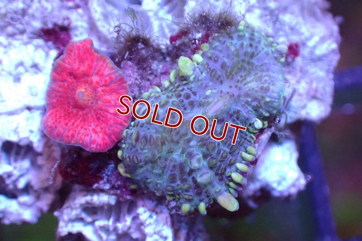 画像2: 【サンゴ】【通販】ディスクコーラルsp. (Mixed Color)（個体販売）No.12（生体）（サンゴ） (2)