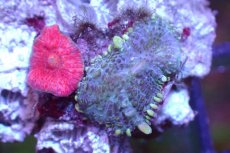 画像2: 【サンゴ】【通販】ディスクコーラルsp. (Mixed Color)（個体販売）No.12（生体）（サンゴ） (2)