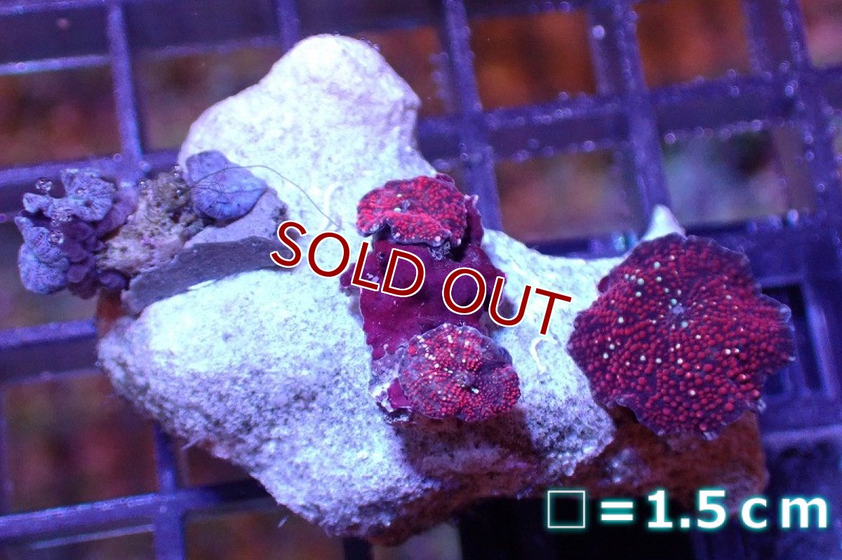 画像1: 【サンゴ】【通販】ディスクコーラルsp. (Mixed Color)（個体販売）No.13（生体）（サンゴ） (1)