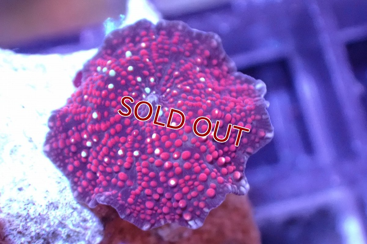 画像2: 【サンゴ】【通販】ディスクコーラルsp. (Mixed Color)（個体販売）No.13（生体）（サンゴ） (2)