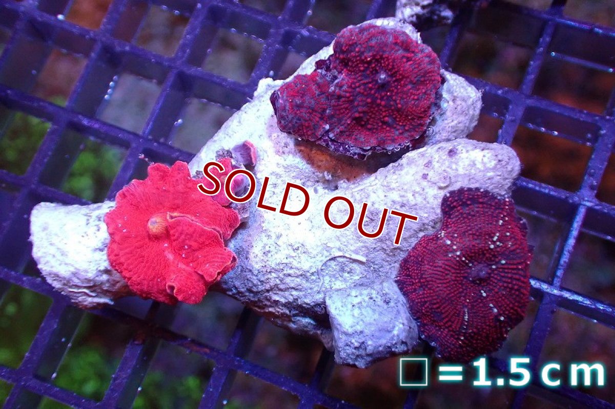 画像1: 【サンゴ】【通販】レッドディスクコーラルsp. （個体販売）No.15（生体）（サンゴ） (1)