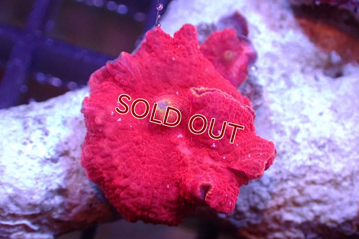 画像2: 【サンゴ】【通販】レッドディスクコーラルsp. （個体販売）No.15（生体）（サンゴ） (2)