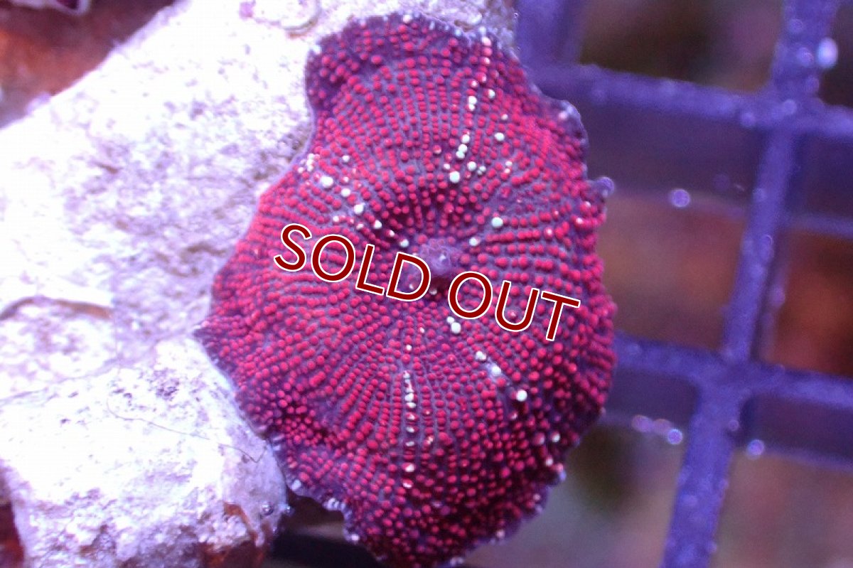 画像3: 【サンゴ】【通販】レッドディスクコーラルsp. （個体販売）No.15（生体）（サンゴ） (3)