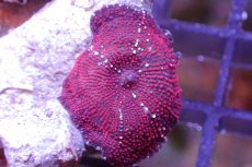 画像3: 【サンゴ】【通販】レッドディスクコーラルsp. （個体販売）No.15（生体）（サンゴ） (3)