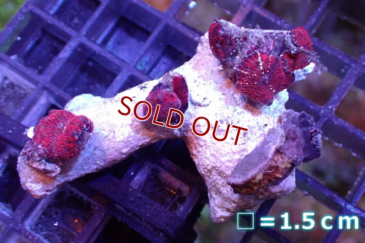画像1: 【サンゴ】【通販】レッドディスクコーラルsp. （個体販売）No.16（生体）（サンゴ） (1)