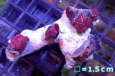 画像1: 【サンゴ】【通販】レッドディスクコーラルsp. （個体販売）No.16（生体）（サンゴ） (1)