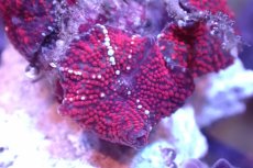 画像2: 【サンゴ】【通販】レッドディスクコーラルsp. （個体販売）No.16（生体）（サンゴ） (2)