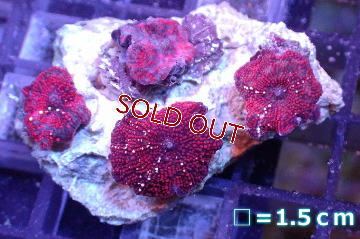 画像1: 【サンゴ】【通販】レッドディスクコーラルsp. （個体販売）No.17（生体）（サンゴ） (1)