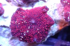 画像2: 【サンゴ】【通販】レッドディスクコーラルsp. （個体販売）No.17（生体）（サンゴ） (2)