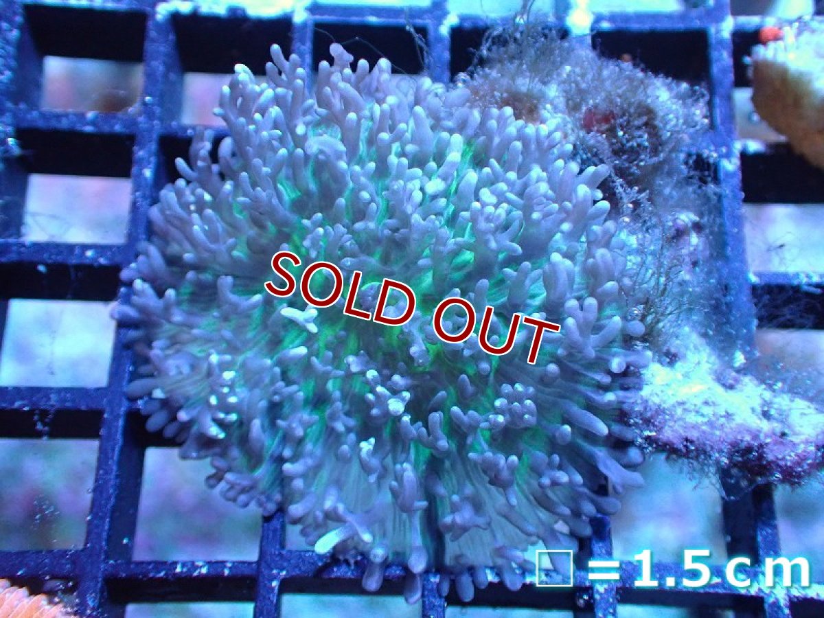 画像1: 【サンゴ】【通販】ヘアリーディスクコーラル（メタリックグリーン）SMサイズ（個体販売）No.4（生体）（サンゴ） (1)