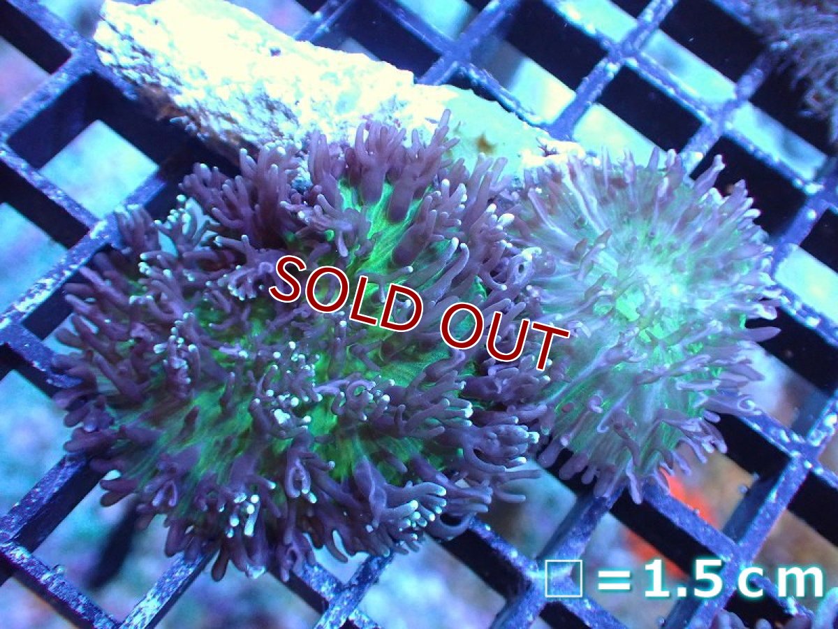 画像1: 【サンゴ】【通販】ヘアリーディスクコーラル（メタリックグリーン）SMサイズ（個体販売）No.5（生体）（サンゴ） (1)