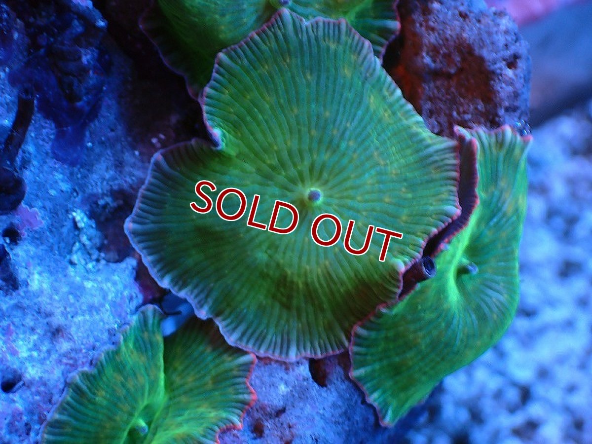 画像2: 【サンゴ】【通販】ディスクコーラルsp. (グリーン/スターポリプ付き)（個体販売）（生体）（サンゴ） (2)