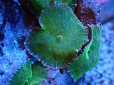 画像2: 【サンゴまとめ買い割引き10％〜20%OFF対象商品】 【サンゴ】【通販】ディスクコーラルsp. (グリーン/スターポリプ付き)（個体販売）（生体）（サンゴ） (2)