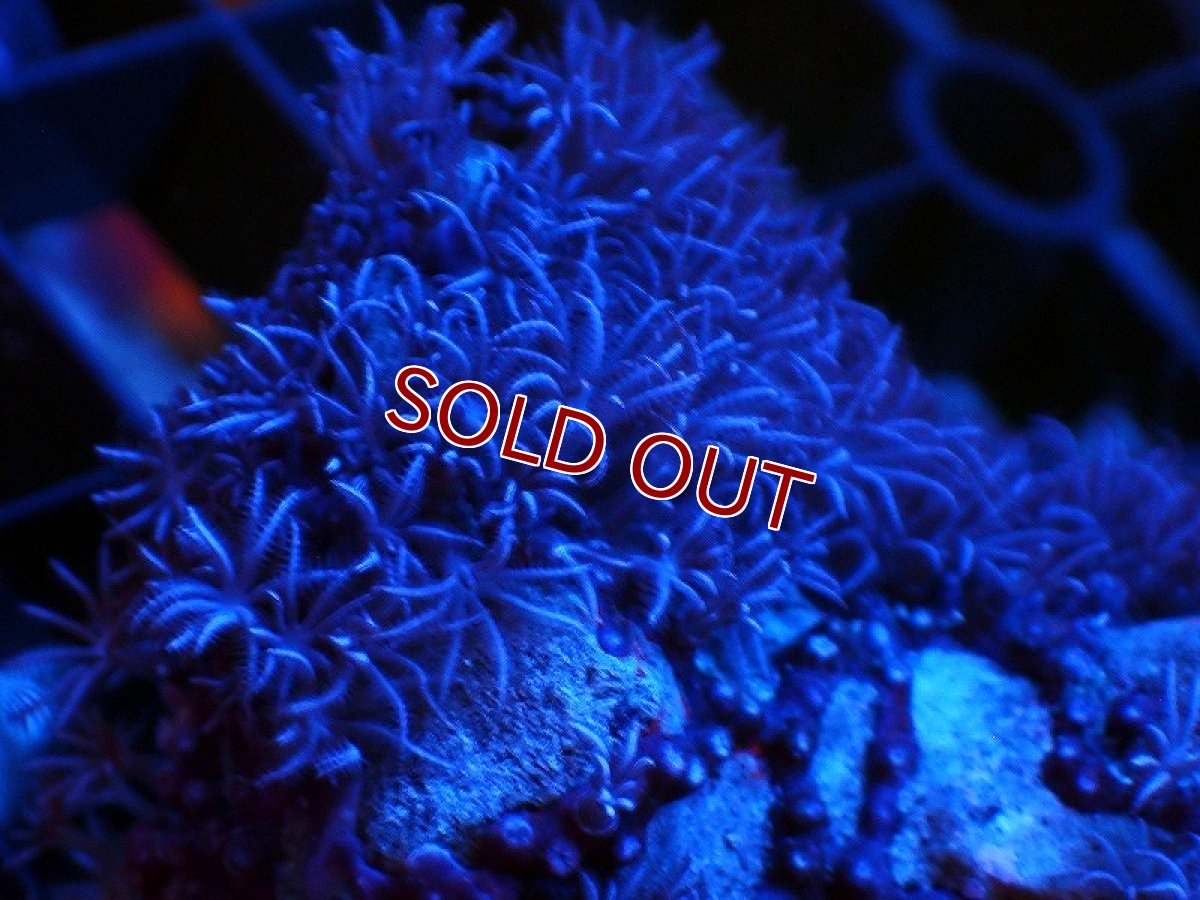 画像3: 【サンゴ】【通販】ディスクコーラルsp. (グリーン/スターポリプ付き)（個体販売）（生体）（サンゴ） (3)