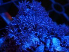画像3: 【サンゴまとめ買い割引き10％〜20%OFF対象商品】 【サンゴ】【通販】ディスクコーラルsp. (グリーン/スターポリプ付き)（個体販売）（生体）（サンゴ） (3)