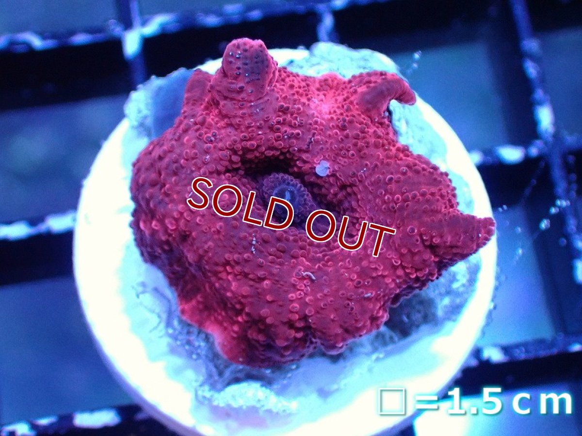 画像1: 【サンゴ】【通販】ディスクコーラルsp. (Red/フラグ）（個体販売）No.4（生体）（サンゴ） (1)