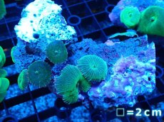画像1: 【ボーナスセール対象個体　サンゴまとめ買い割り対象商品】 【サンゴ】【通販】グリーンディスクコーラル（Mサイズ）（個体販売）No.2（生体）（サンゴ） (1)