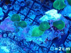 画像1: 【ボーナスセール対象個体　サンゴまとめ買い割り対象商品】 【サンゴ】【通販】グリーンディスクコーラル（Mサイズ）（個体販売）No.3（生体）（サンゴ） (1)