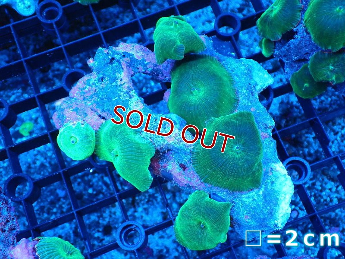 画像1: 【サマーセール サンゴまとめ買い割り対象商品】【サンゴ】【通販】グリーンディスクコーラル（Mサイズ）（個体販売）No.4（生体）（サンゴ） (1)