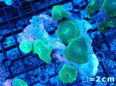 画像1: 【ボーナスセール対象個体　サンゴまとめ買い割り対象商品】 【サンゴ】【通販】グリーンディスクコーラル（Mサイズ）（個体販売）No.4（生体）（サンゴ） (1)