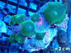 画像1: 【ボーナスセール対象個体　サンゴまとめ買い割り対象商品】 【サンゴ】【通販】グリーンディスクコーラル（Mサイズ）（個体販売）No.5（生体）（サンゴ） (1)