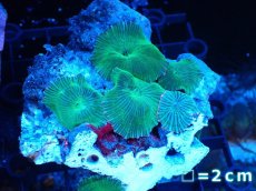 画像1: 【ボーナスセール対象個体　サンゴまとめ買い割り対象商品】 【サンゴ】【通販】グリーンディスクコーラル（Mサイズ）（個体販売）No.6（生体）（サンゴ） (1)