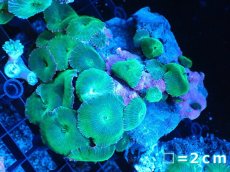 画像1: 【ボーナスセール対象個体　サンゴまとめ買い割り対象商品】 【サンゴ】【通販】グリーンディスクコーラル（MLサイズ）（個体販売）No.7（生体）（サンゴ） (1)