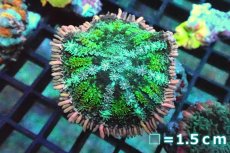 画像1: 【サンゴ】【通販】ディスクコーラルsp. (Frankenstein)フランケンシュタイン（個体販売）No.3（生体）（サンゴ） (1)