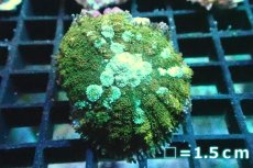 画像1: 【サンゴ】【通販】ディスクコーラルsp. (Frankenstein)フランケンシュタイン（個体販売）No.6（生体）（サンゴ） (1)