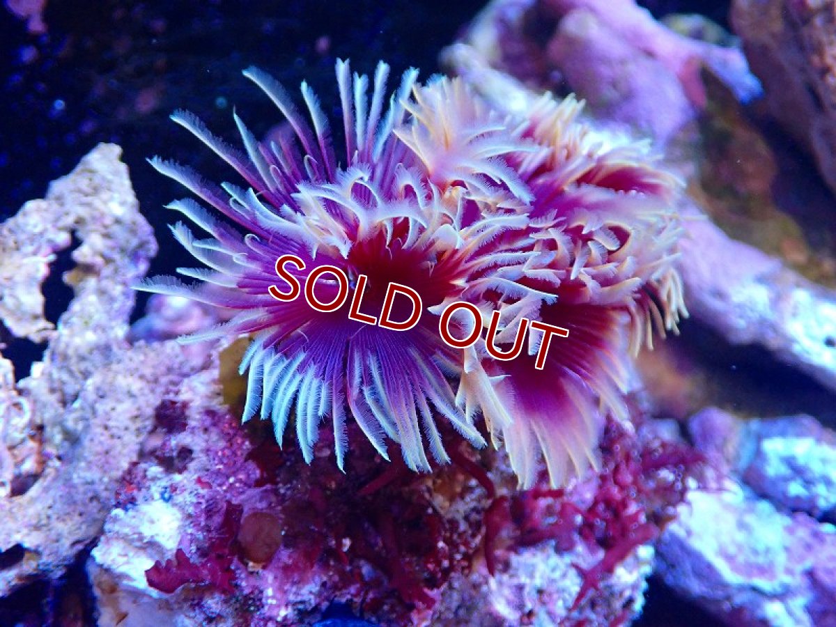 画像2: 【サンゴ】ホンケヤリ（ツートン/3房付き）（個体販売）（±11ｃｍ）（生体）（サンゴ） (2)