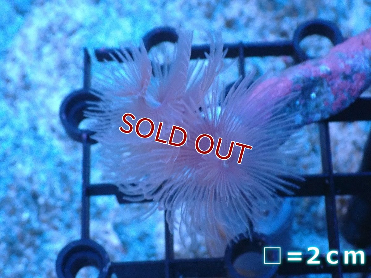 画像1: 【サンゴ】【通販】ハードチューブ（ホワイト）（個体販売）（生体）（サンゴ） (1)