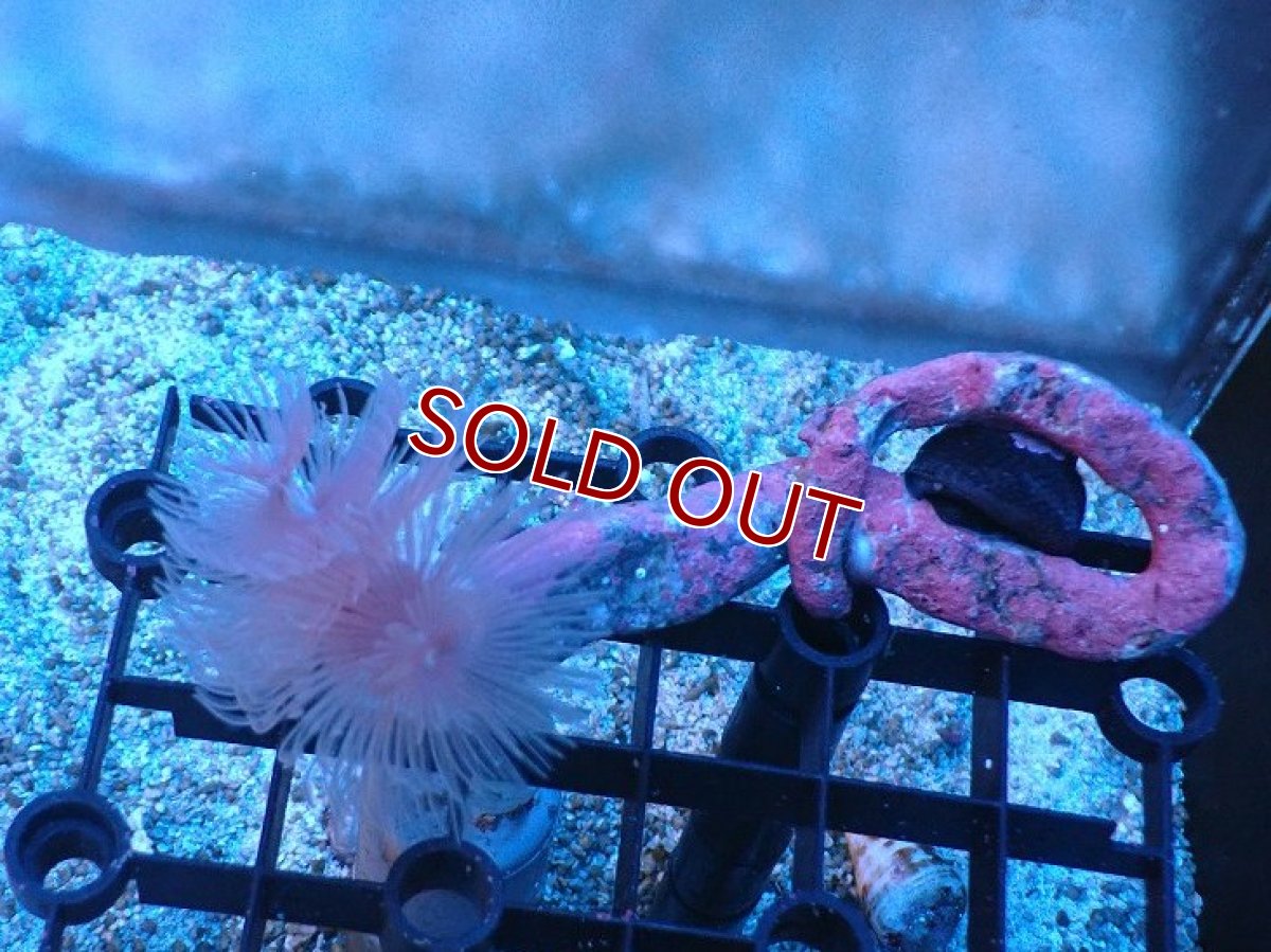 画像2: 【サンゴ】【通販】ハードチューブ（ホワイト）（個体販売）（生体）（サンゴ） (2)