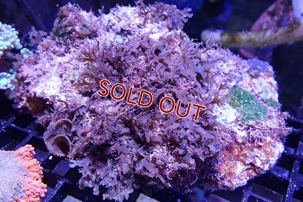 画像1: 【海藻】【通販】アミジグサsp. (岩付き）（個体販売）（±15cm)No.1（生体）（サンゴ） (1)