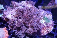 画像1: 【海藻】【通販】アミジグサsp. (岩付き）（個体販売）（±15cm)No.1（生体）（サンゴ） (1)