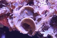 画像2: 【海藻】【通販】アミジグサsp. (岩付き）（個体販売）（±15cm)No.1（生体）（サンゴ） (2)