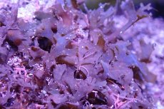画像3: 【海藻】【通販】アミジグサsp. (岩付き）（個体販売）（±15cm)No.1（生体）（サンゴ） (3)