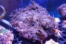 画像1: 【海藻】【通販】アミジグサsp. (岩付き）（個体販売）（±18cm)No.2（生体）（サンゴ） (1)