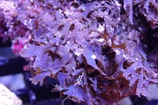 画像2: 【海藻】【通販】アミジグサsp. (岩付き）（個体販売）（±18cm)No.2（生体）（サンゴ） (2)